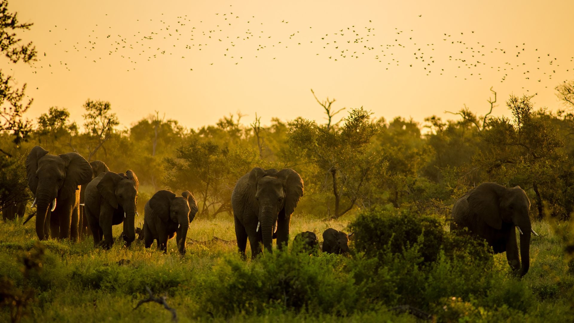 Wildlife conservation linked to responsibly sourced diamonds in Africa