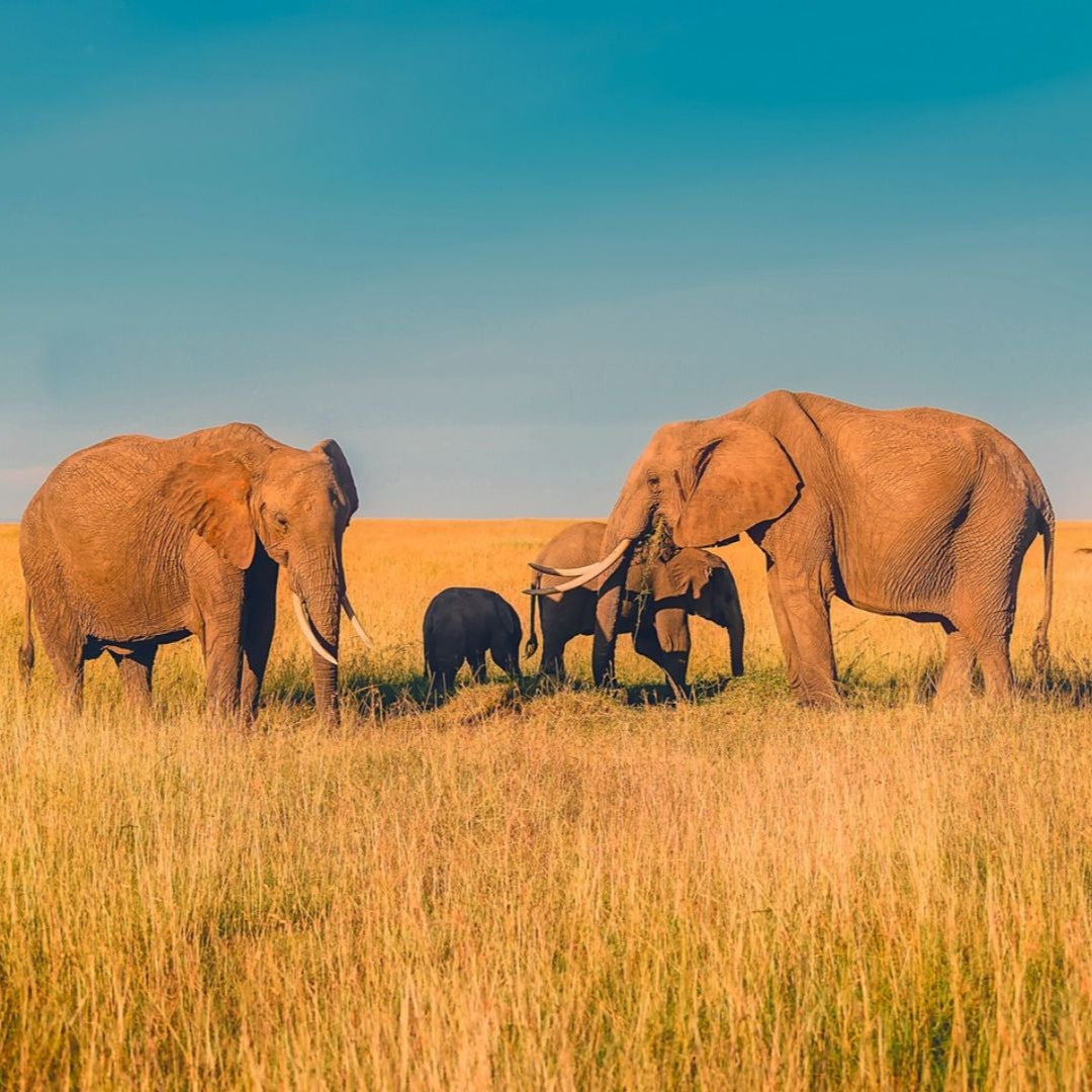 Wildlife conservation supported by natural diamond communities – elephants in protected habitat